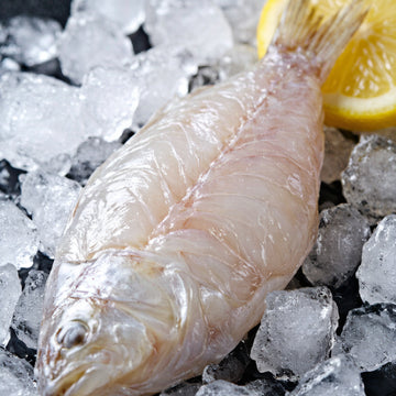 Bombay Duck