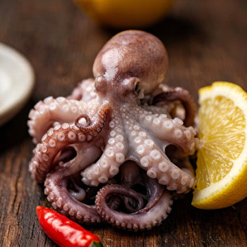 Baby Octopus