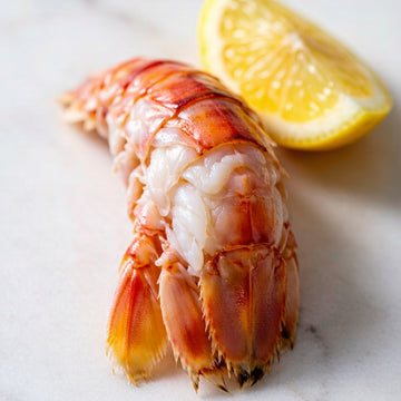 Mantis Shrimp