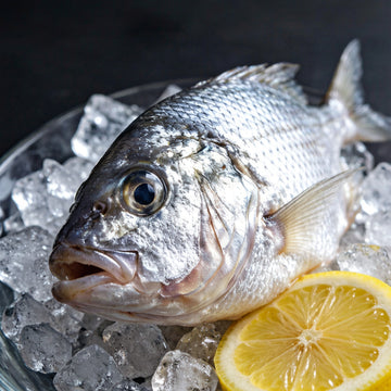 Silver Pomfret